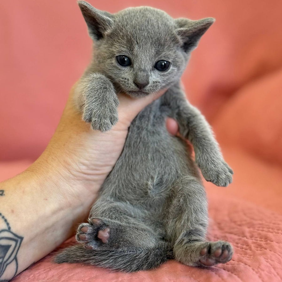 Nona Russian Blue female, blue