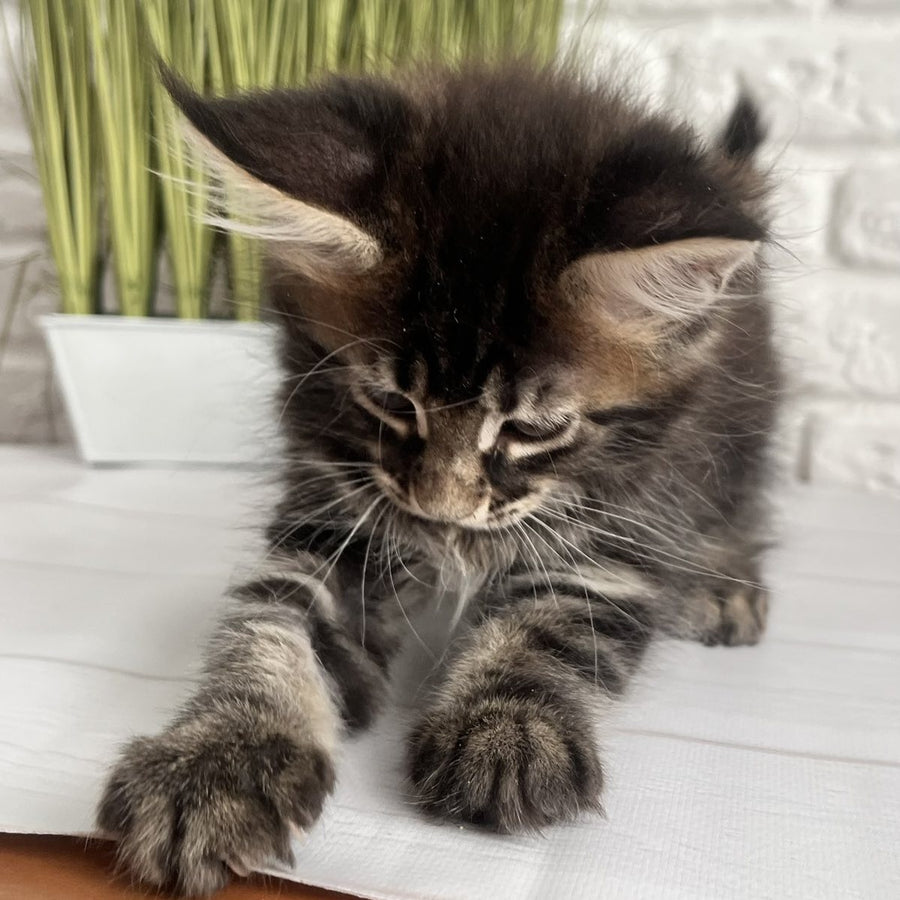 Jade Maine Coon female, black tabby