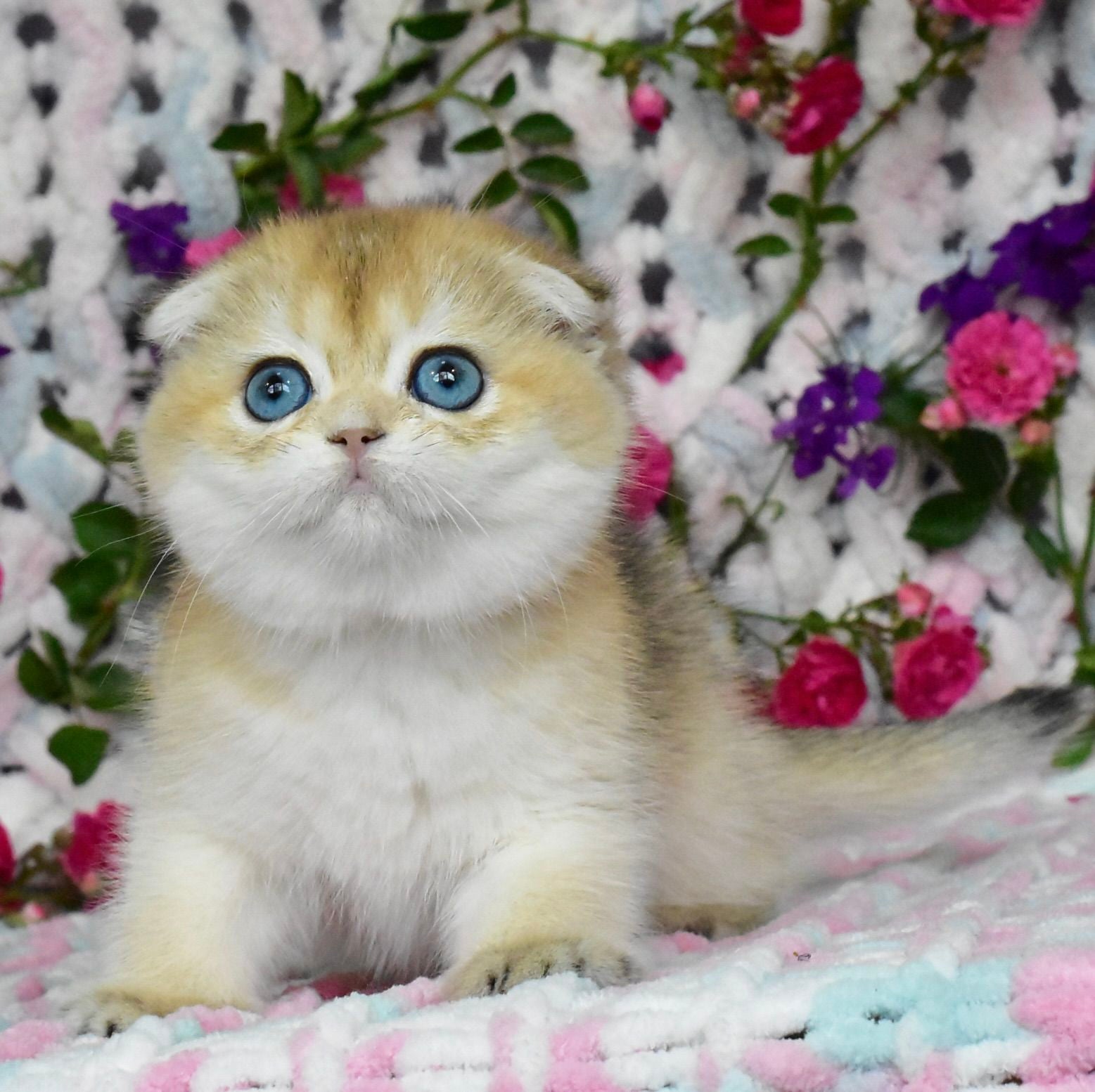Ulyasha Scottish Fold female, black golden shaded