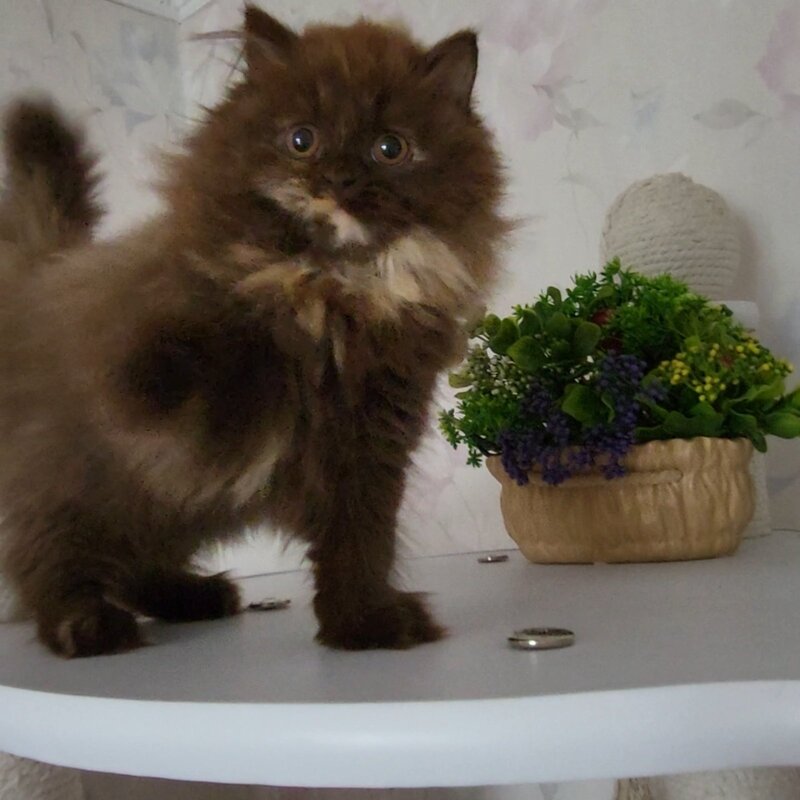 Alisiya British Longhair female chocolate tortie - live animals