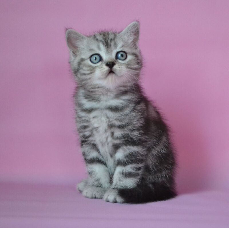 Mark Scottish Straight male, black silver tabby