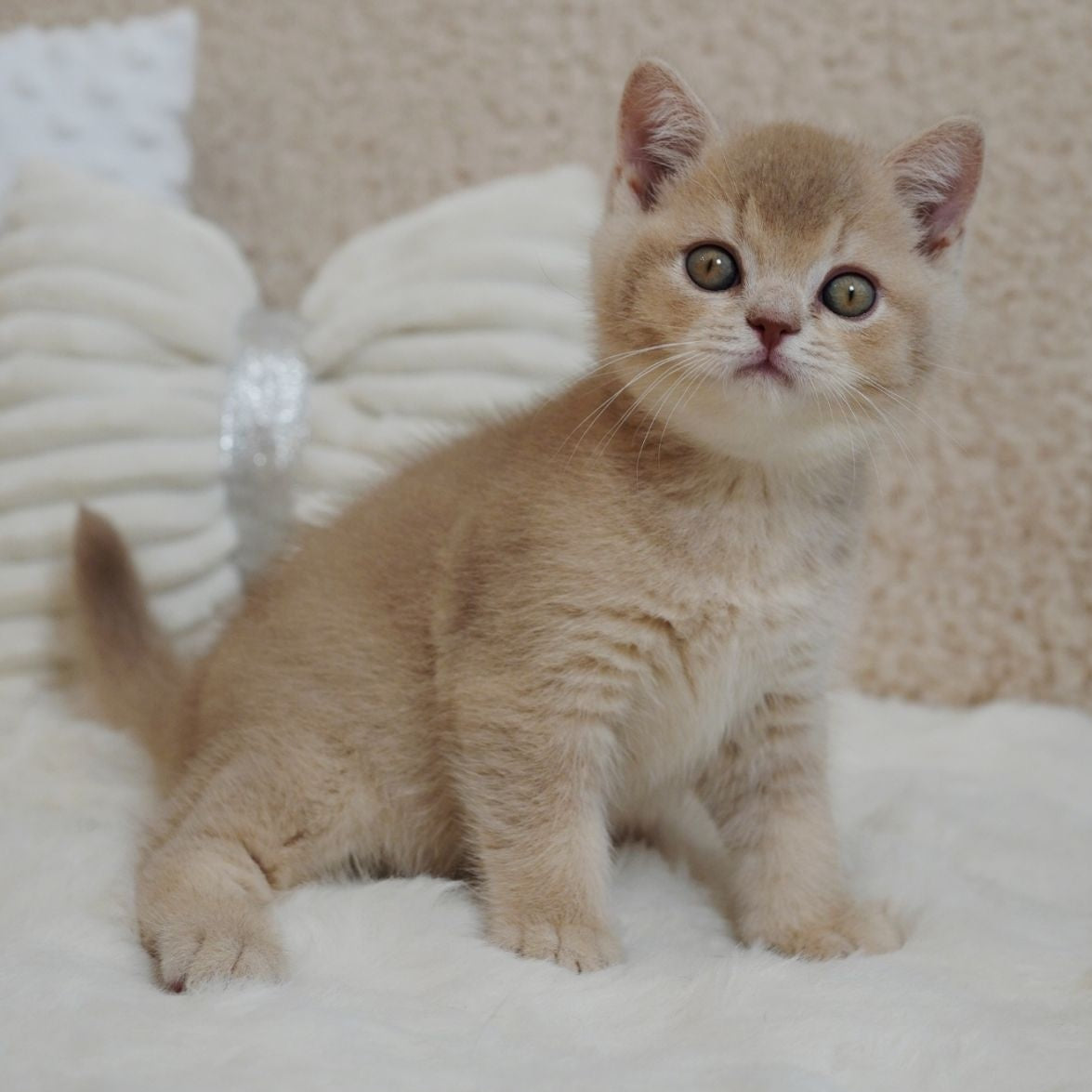 Winston British Shorthair male, fawn ticked tabby