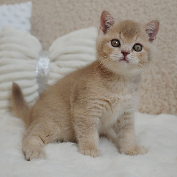 Winston British Shorthair male, fawn ticked tabby
