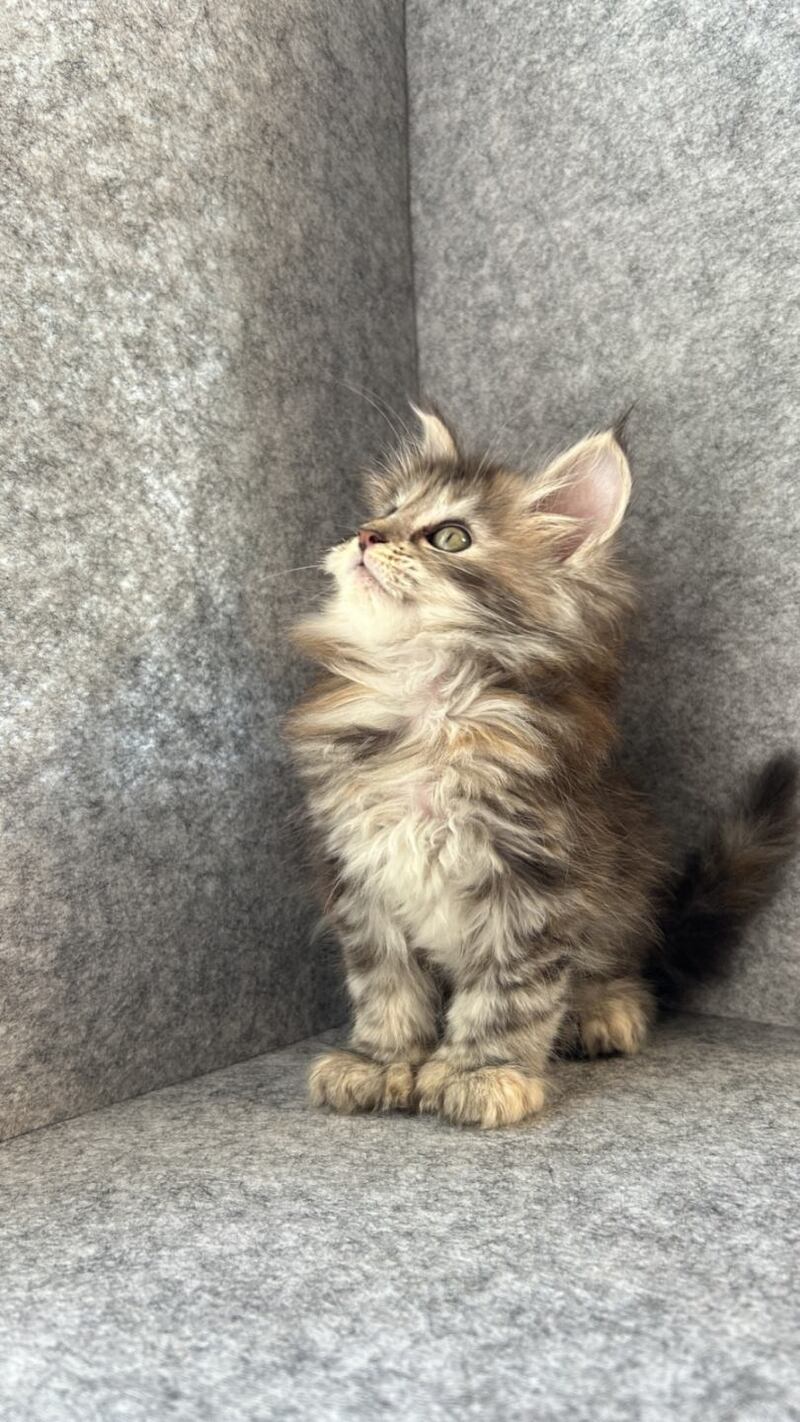 Asol Maine Coon polydactyl female black golden tabby - live animals