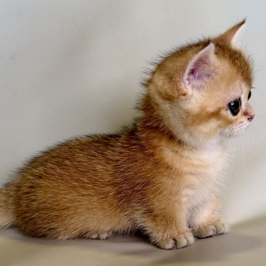 Quirka Munchkin female, black golden shaded