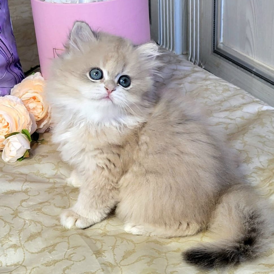 Zephyr British Longhair male, blue golden chinchilla