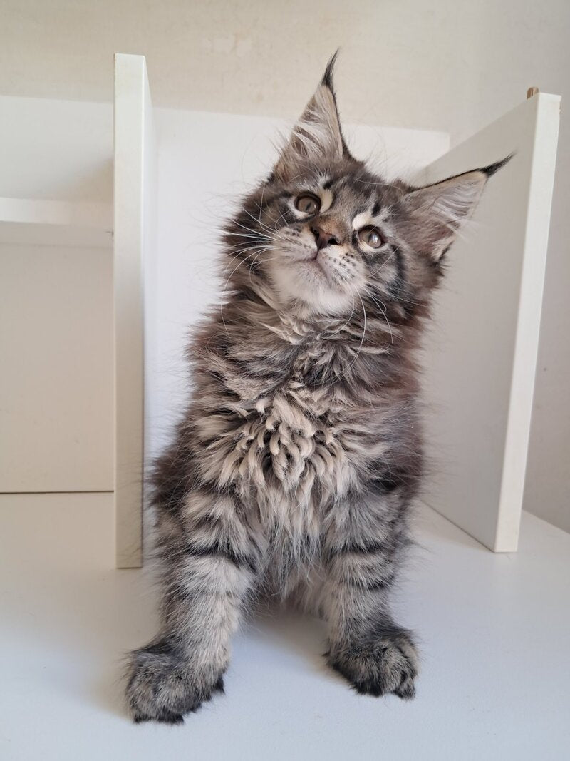X-Adel Maine Coon female, black tabby