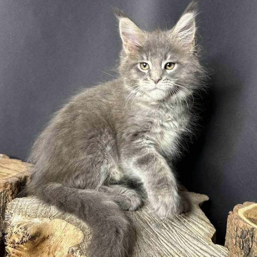 Piper Maine Coon female, blue tabby