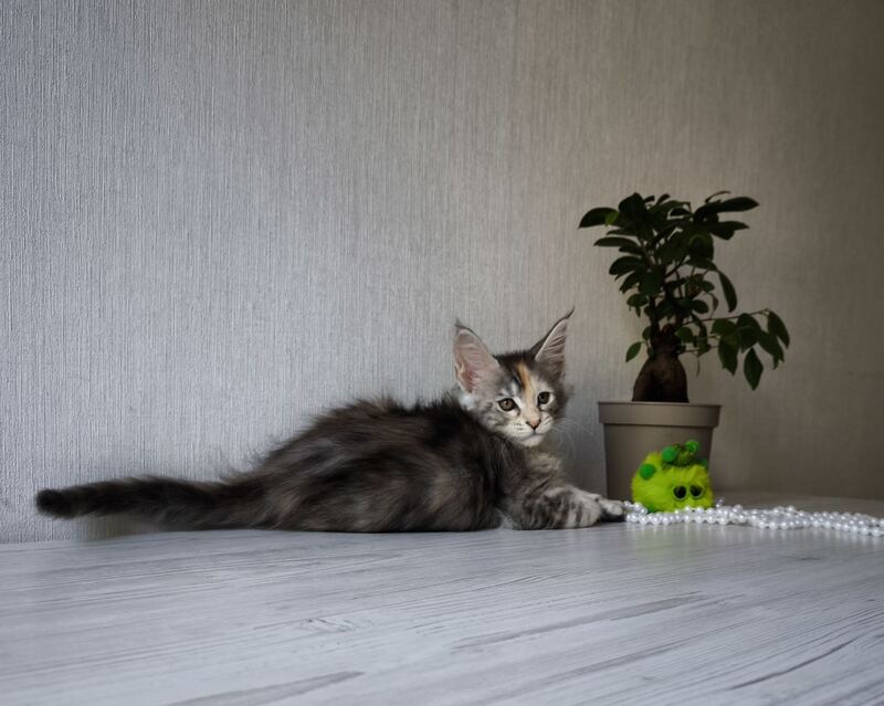 Dea Maine Coon female, black tortie silver spotted tabby