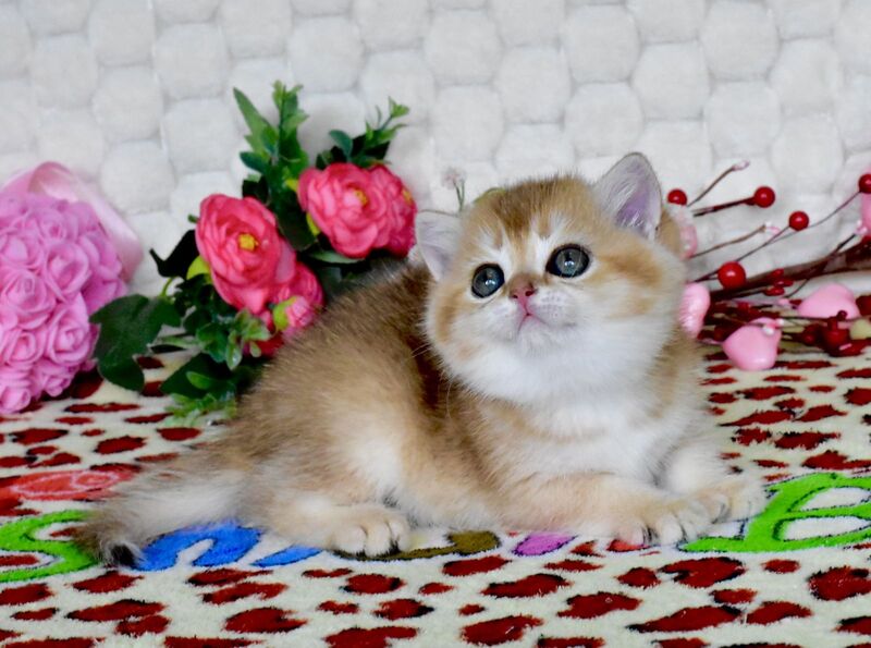 Warya British Shorthair female black golden shaded - live animals