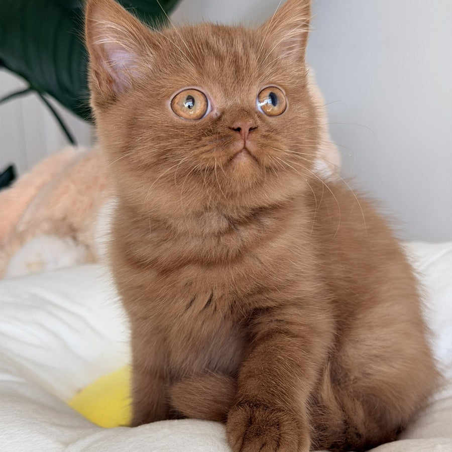Shelbi British Shorthair female, cinnamon
