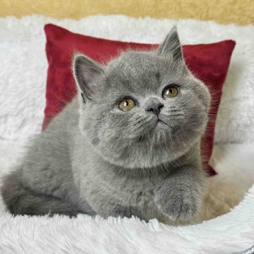 Ash Scottish Straight male, blue