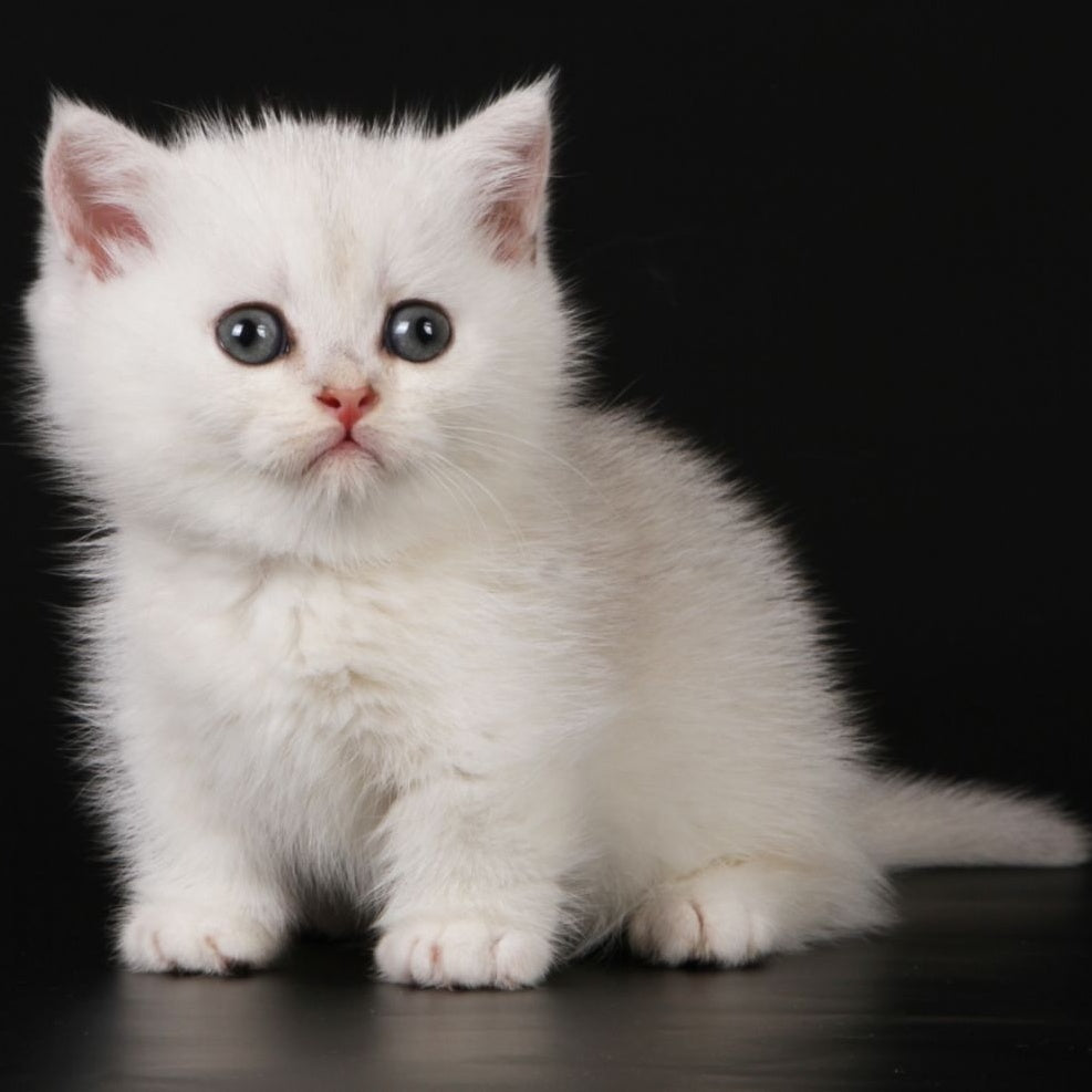 Xevan Munchkin male, black silver shaded