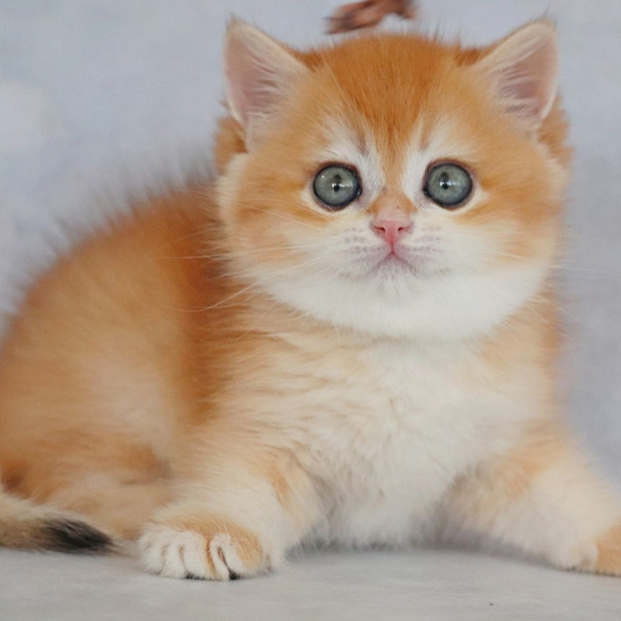 Zakhar British Shorthair male, black golden chinchilla