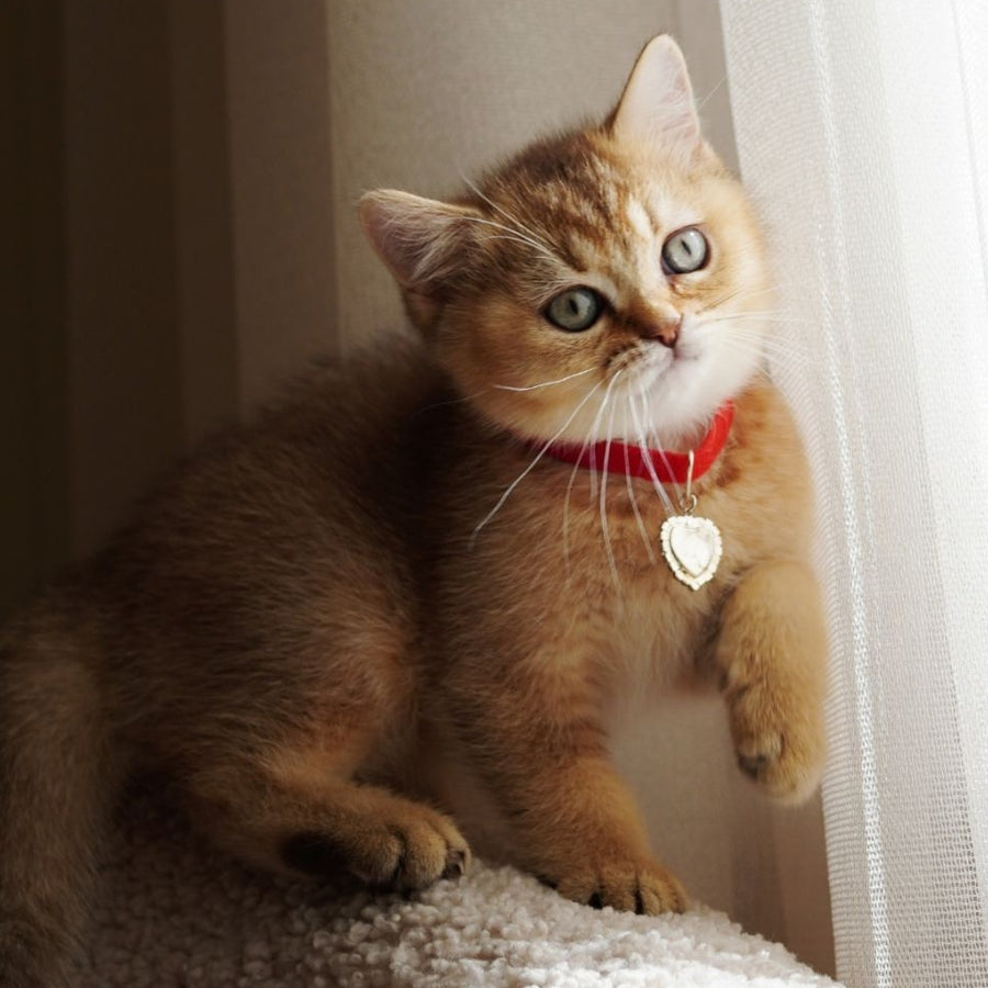 Valentine British Shorthair male, chocolate golden ticked tabby