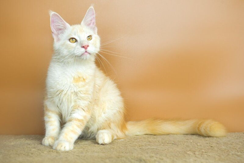 Umberto Maine Coon male, red silver tabby