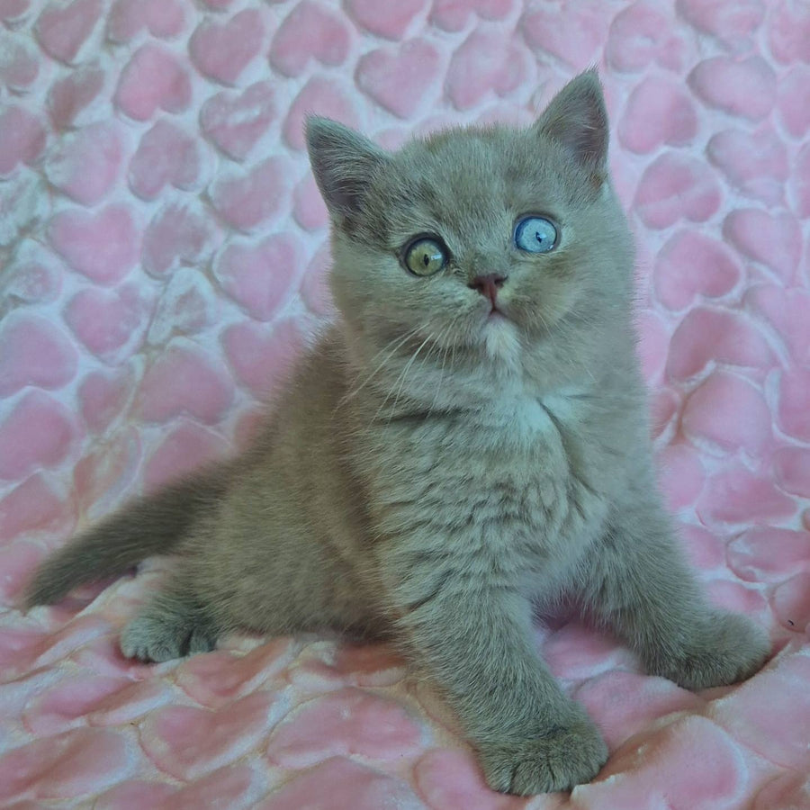 Jessica British Shorthair female, lilac with white