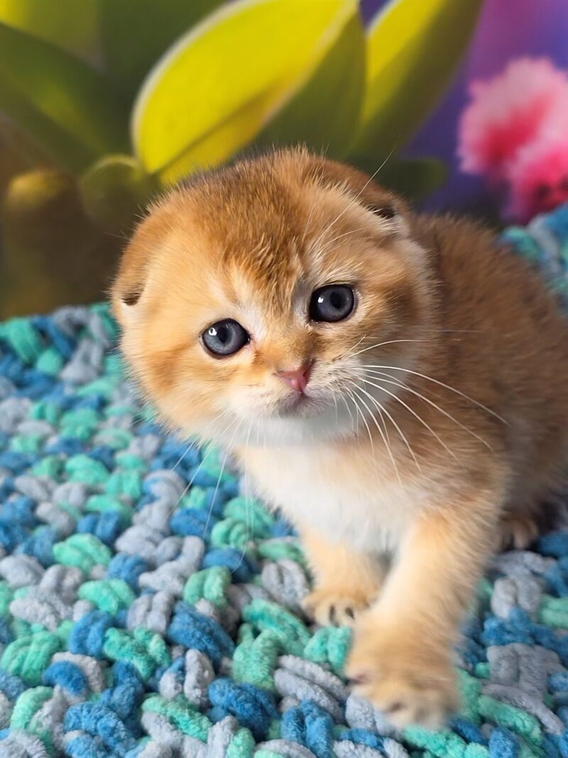 Dushes Scottish Fold male black golden shaded - live animals