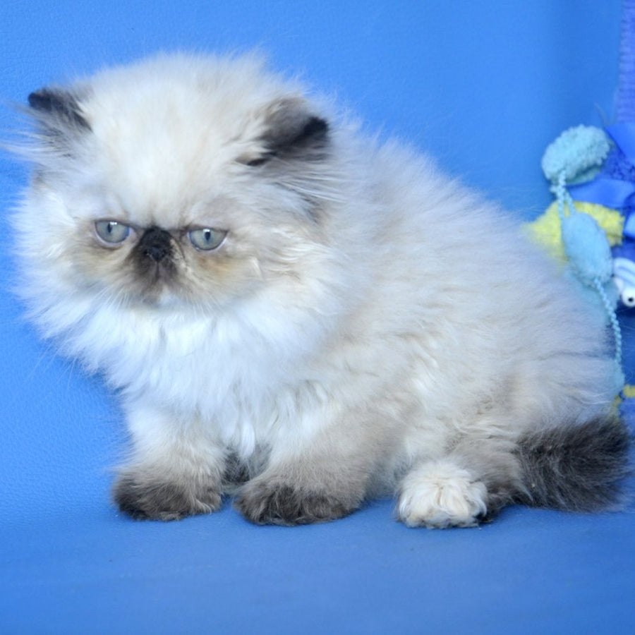 Philadelfia Persian female, black pointed