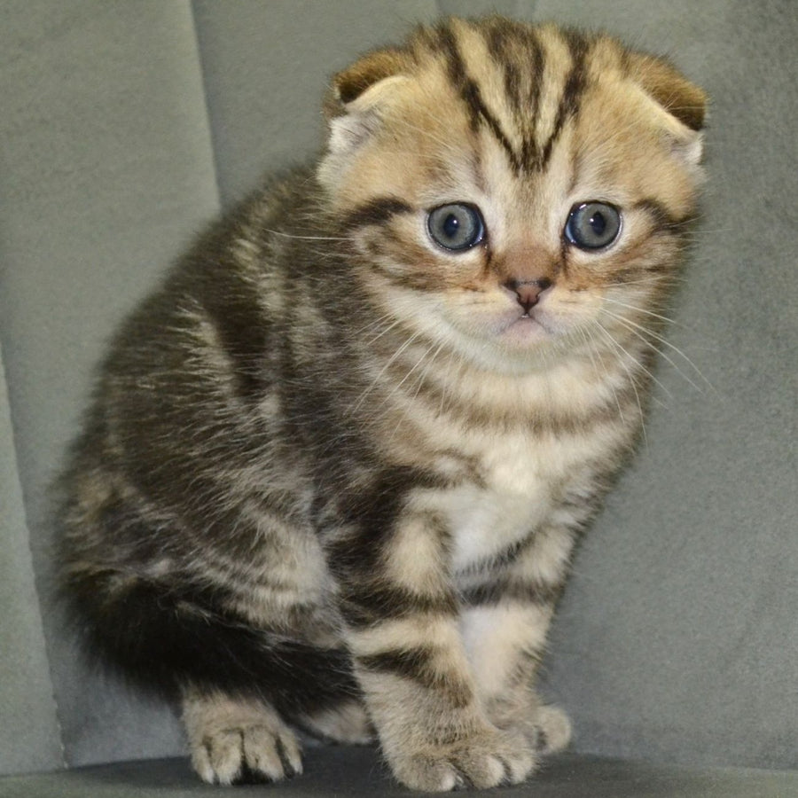 Anabel Scottish Fold male, black tabby