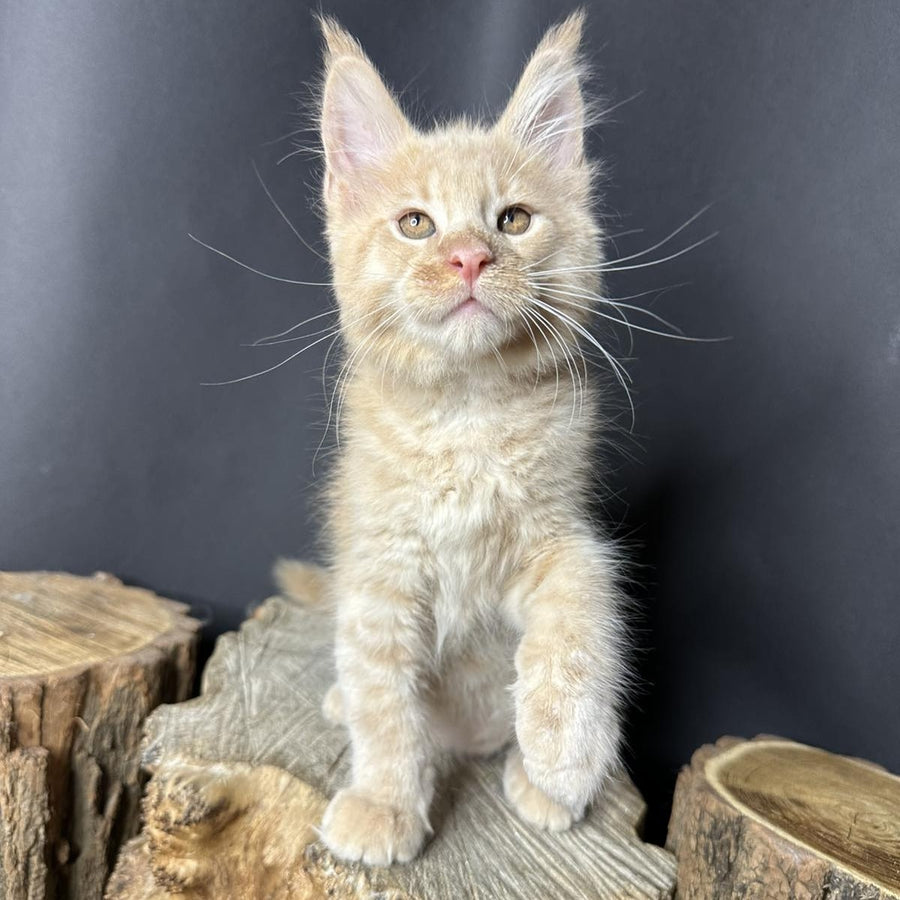 Pluto Maine Coon male, cream bicolour