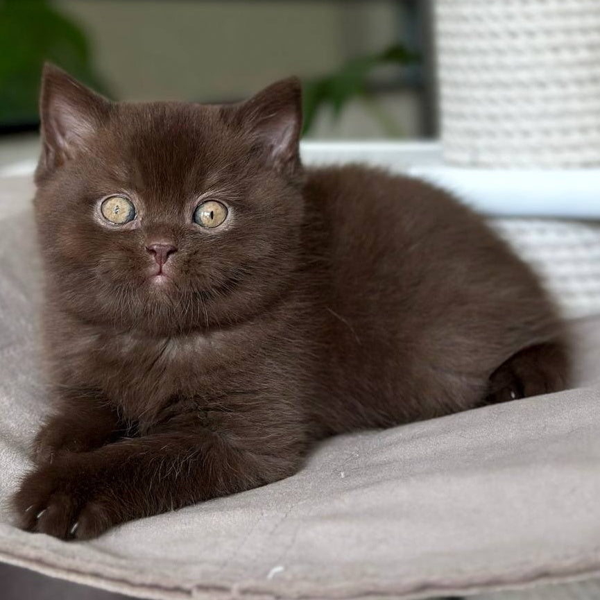 Lousie Scottish Straight male, chocolate