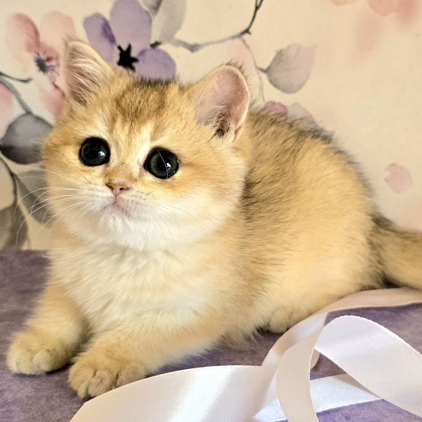 Antonina British Shorthair female, black golden shaded