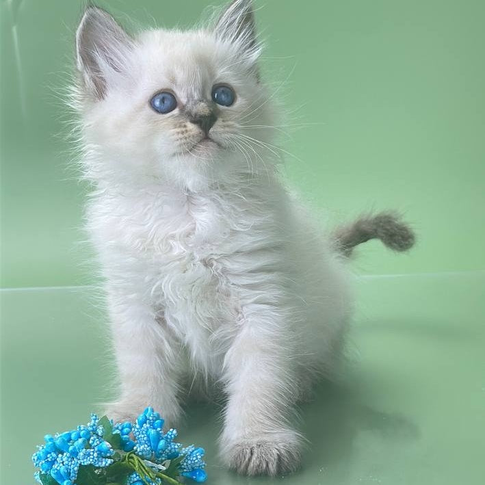 Archer Siberian male, seal tabby pointed