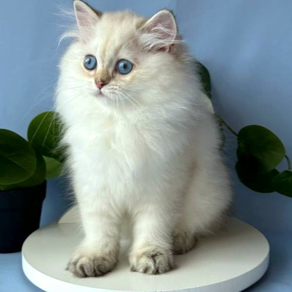 Galaxy Scottish Fold male, black silver tabby pointed
