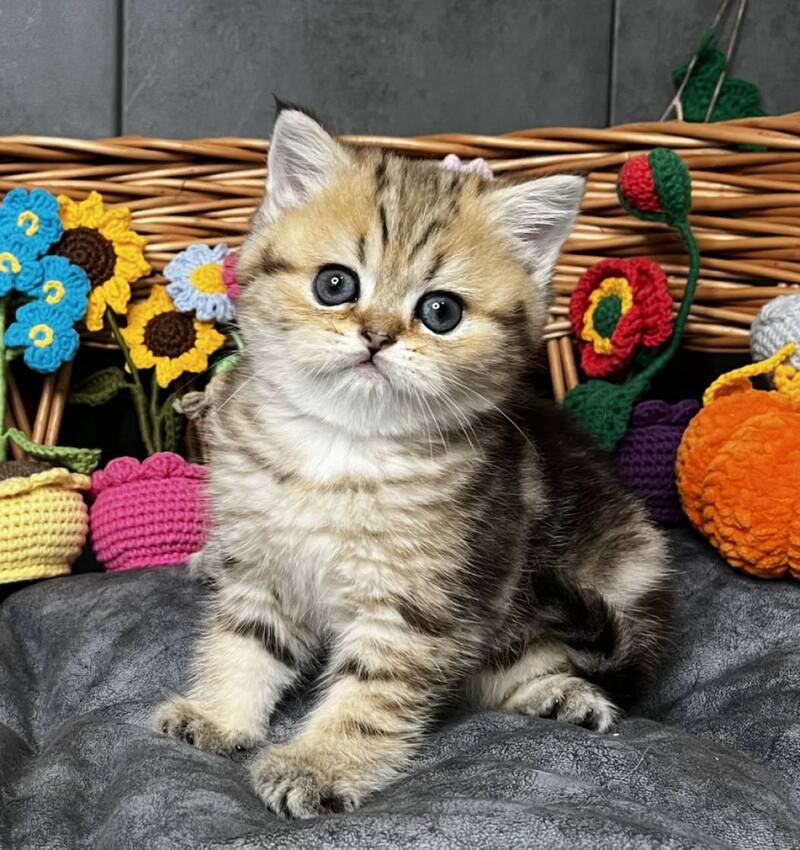 Fiona Scottish Straight female, black golden tabby