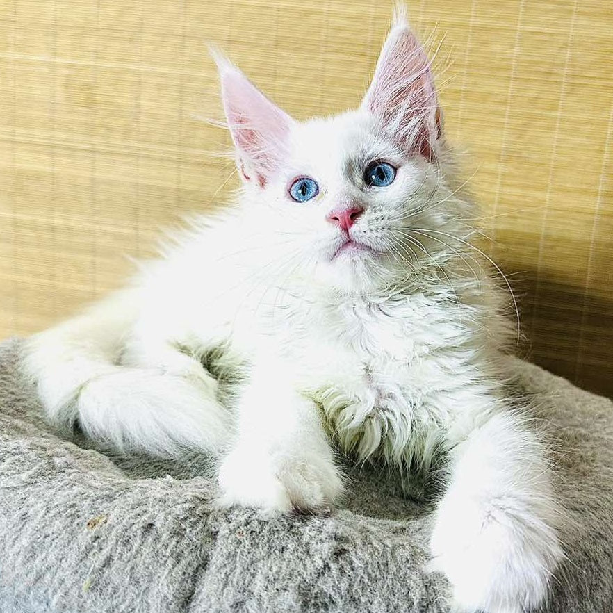 Melissa Maine Coon female, white
