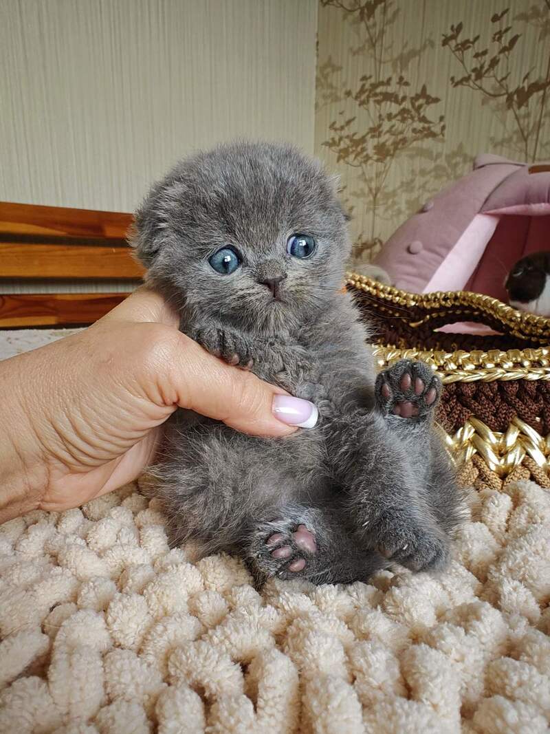 Unik Scottish Fold male, blue
