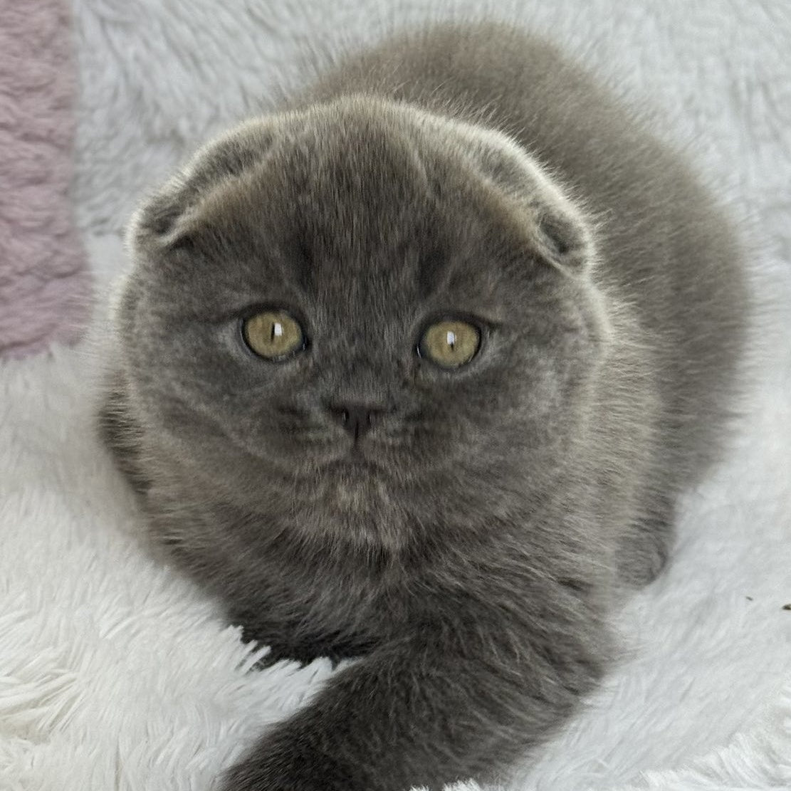 Xenia Scottish Fold female, blue