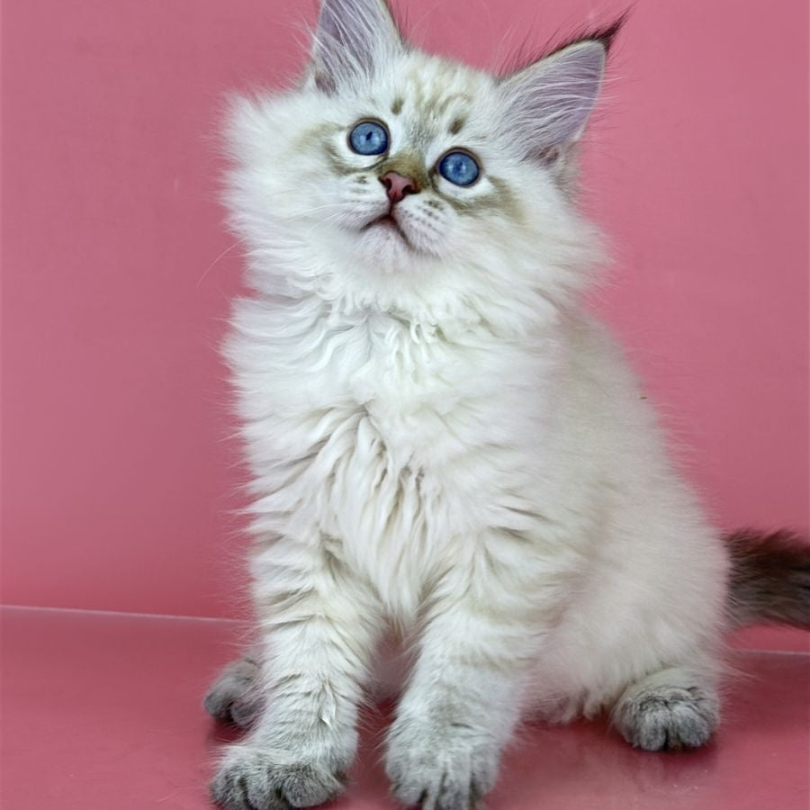 Bastian Siberian male, seal tabby pointed