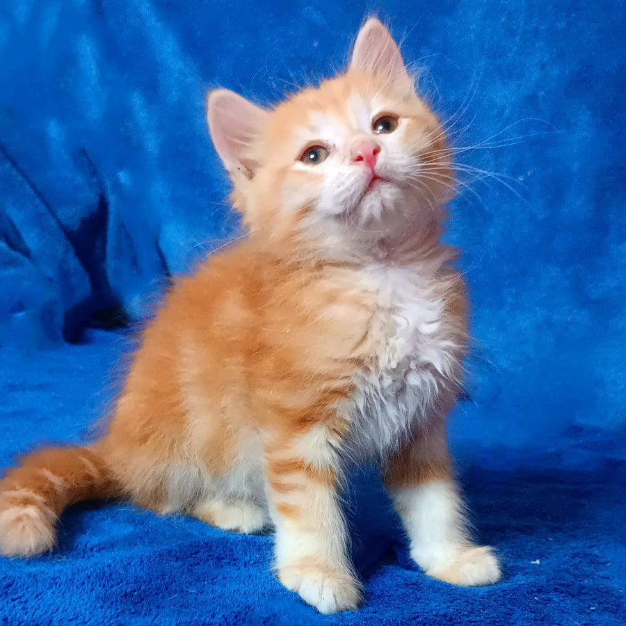 Elvis Siberian male, red tabby