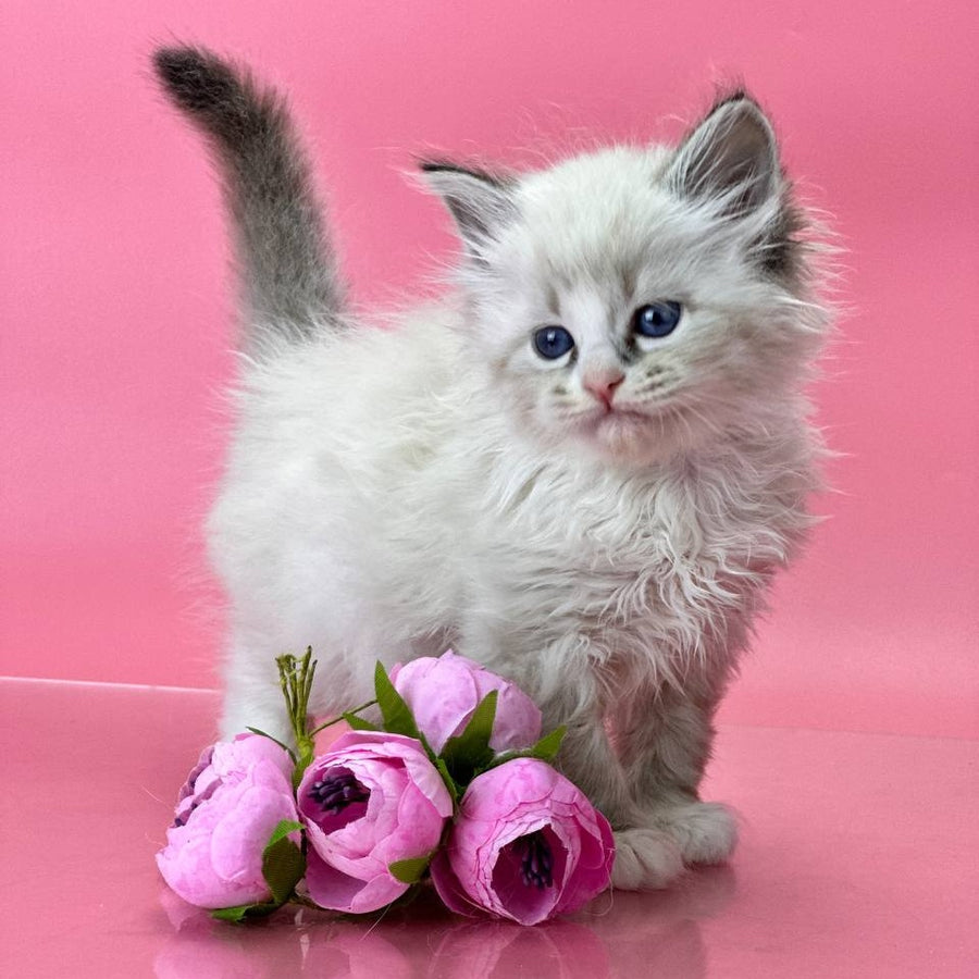 Aurelia Siberian female, seal tabby pointed