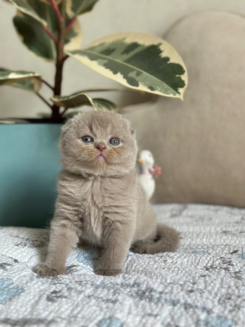 Nala Scottish Fold female, lilac