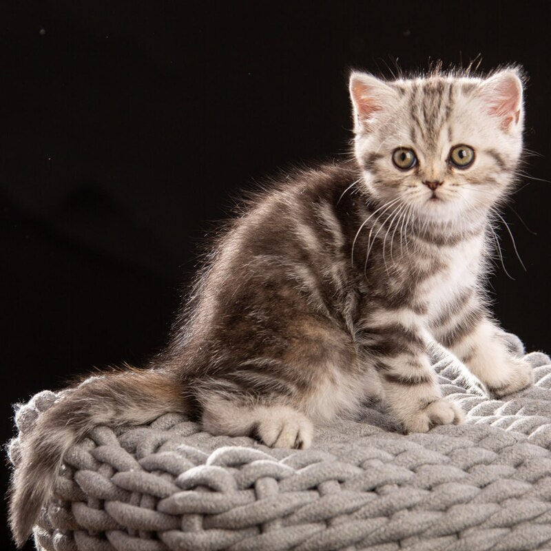 Nicole Scottish Straight female black silver tabby - live animals