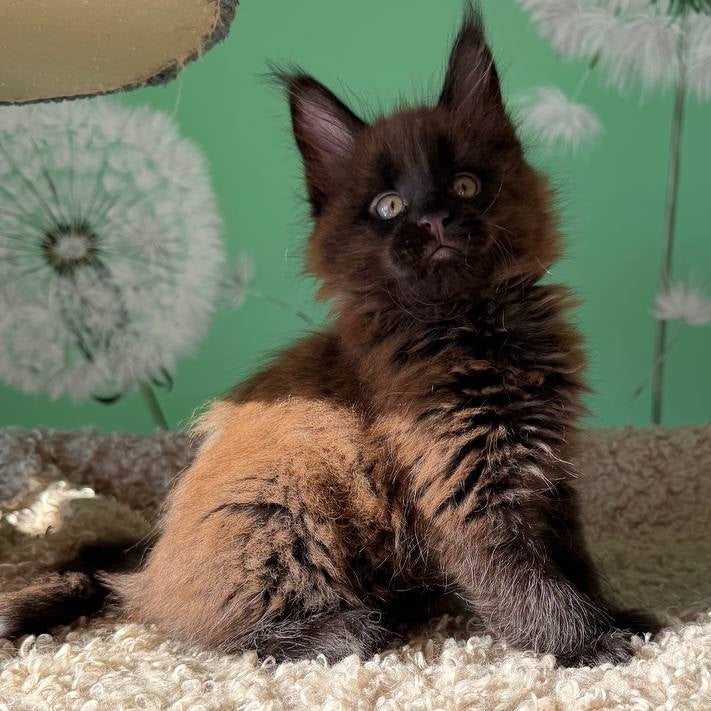 Arehie Maine Coon male, black with white