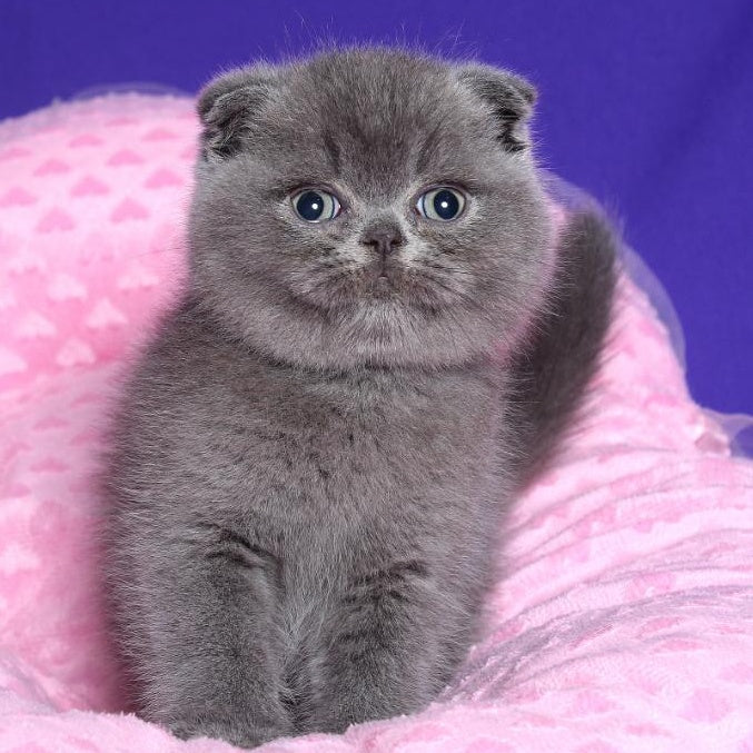 Kolt Scottish Fold male, blue