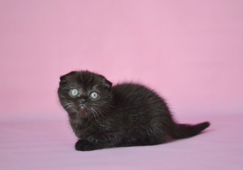 Mikola Scottish Fold male, black