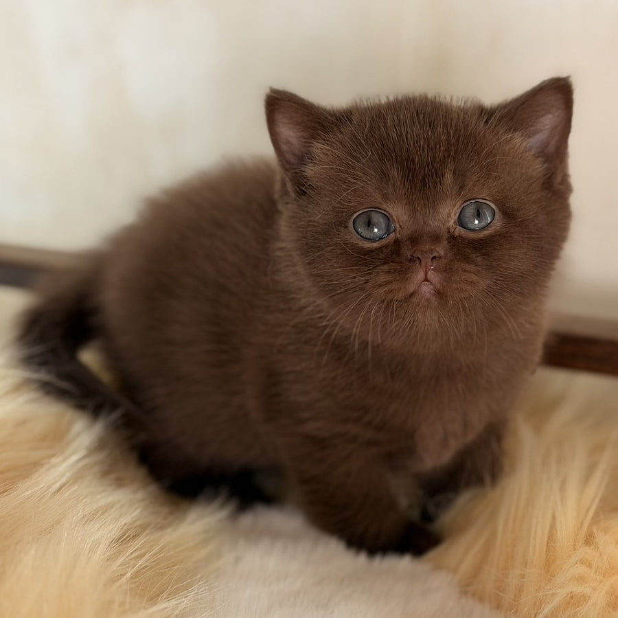 Santa British Shorthair female, chocolate