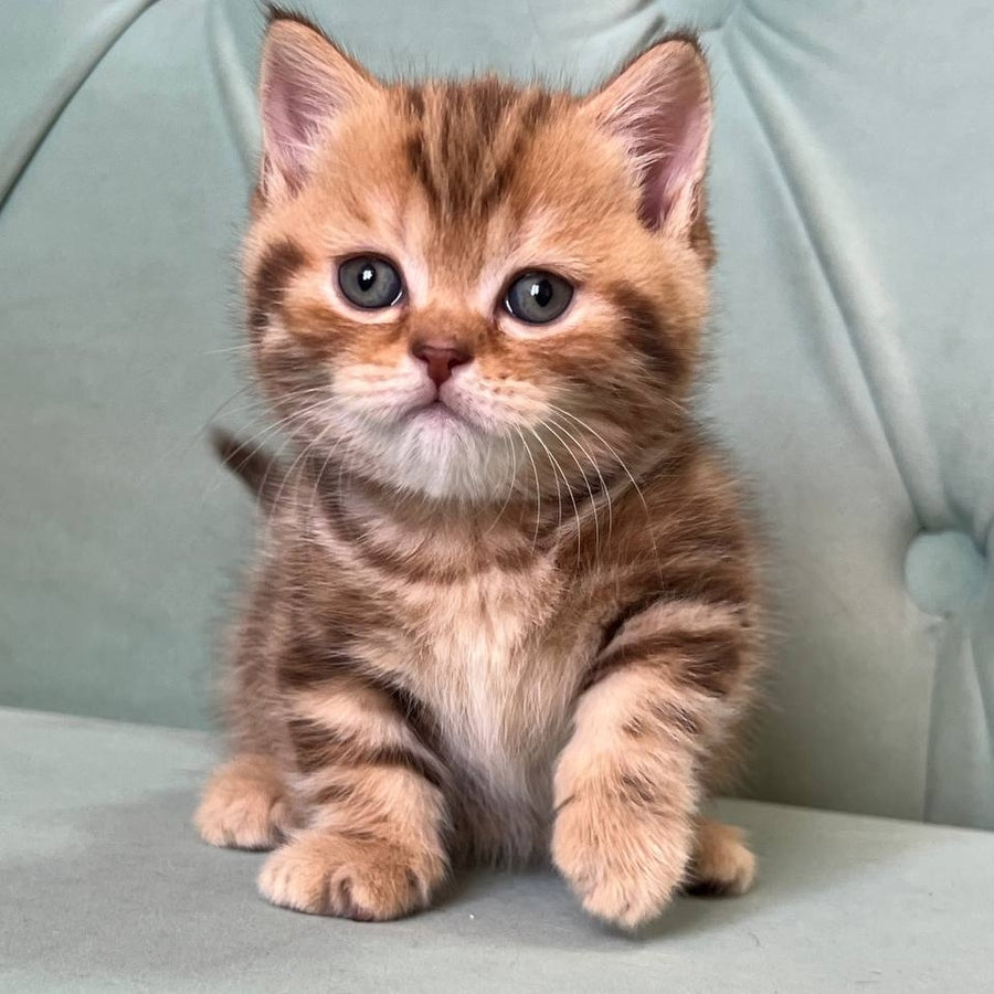 Luntik Munchkin male, chocolate tabby