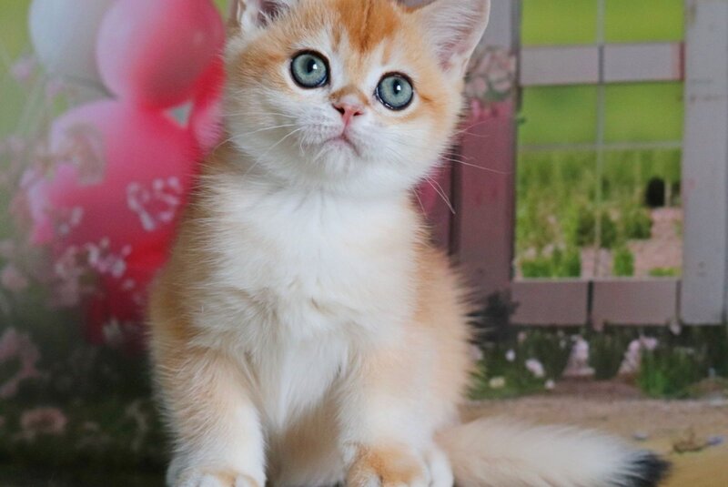 Parker British Shorthair female, black golden chinchilla