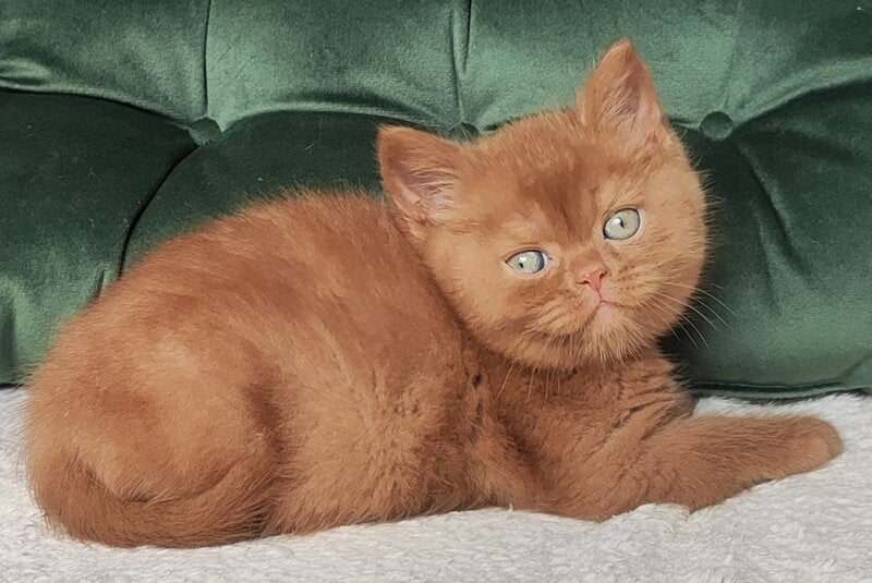 Uliy British Shorthair male, cinnamon