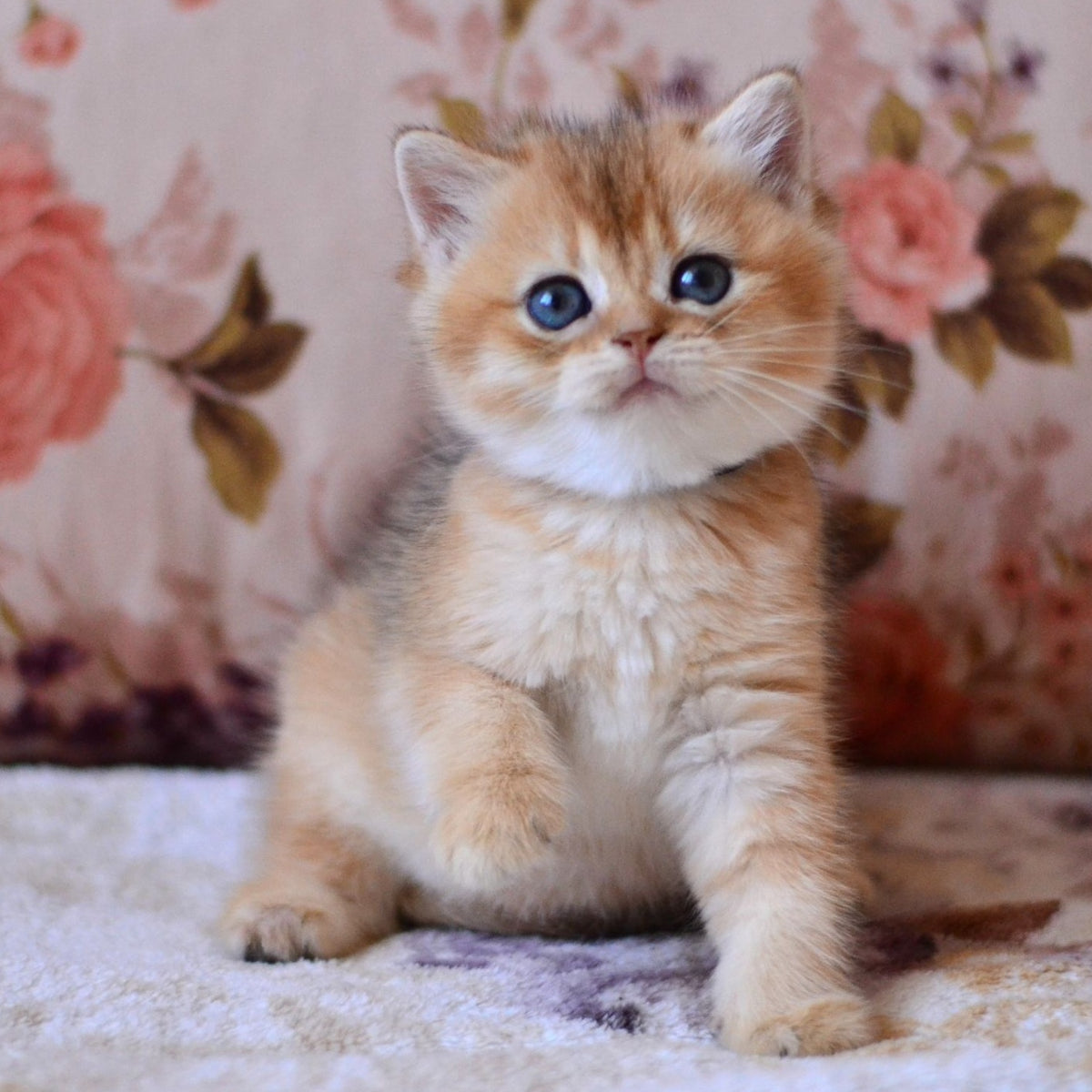 Luna British Shorthair female, black golden shaded