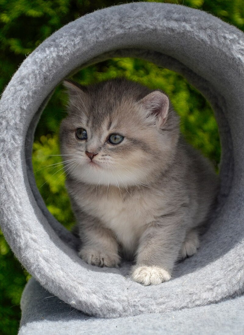 Elza Scottish Straight female blue ticked tabby - live animals