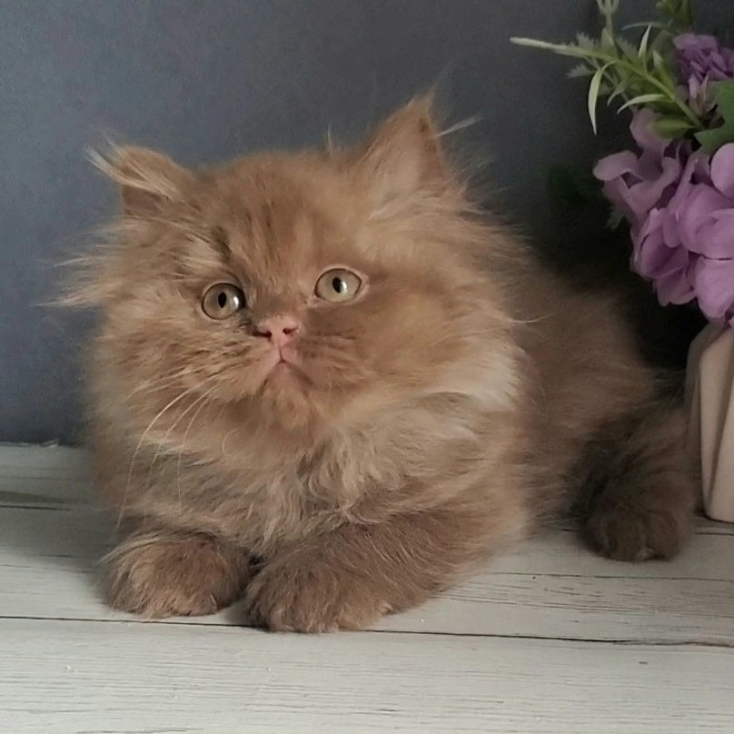 Fortuna British Longhair female, cinnamon