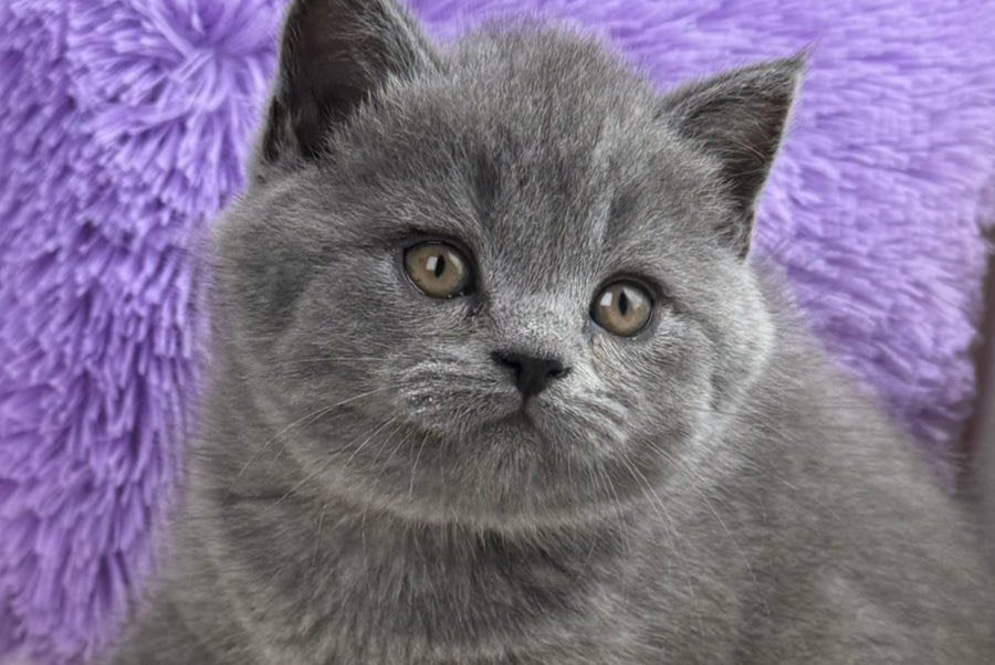 Aster Scottish Straight female, blue