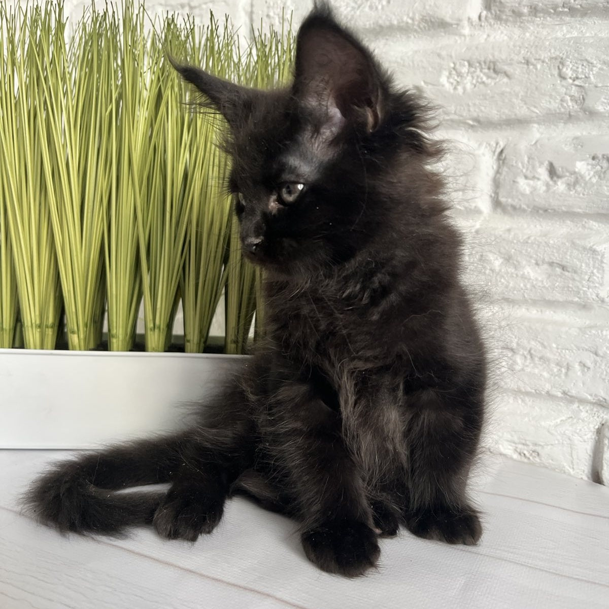 Kenzo Maine Coon male, black